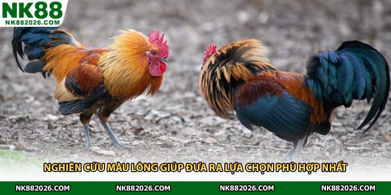 Nghiên cứu màu lông giúp đưa ra lựa chọn phù hợp nhất