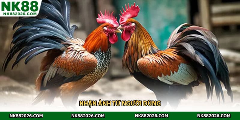 Nhận ảnh từ người dùng